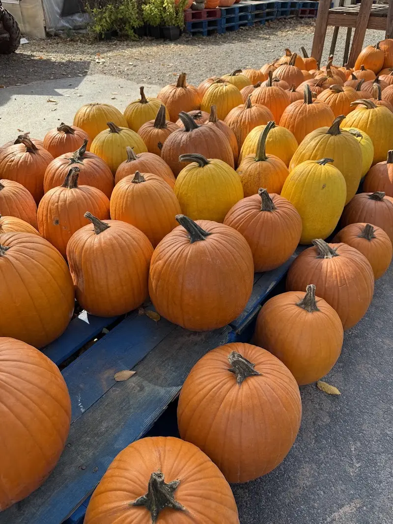 Apple Picking Adventure - Class Field Trip to Catskills